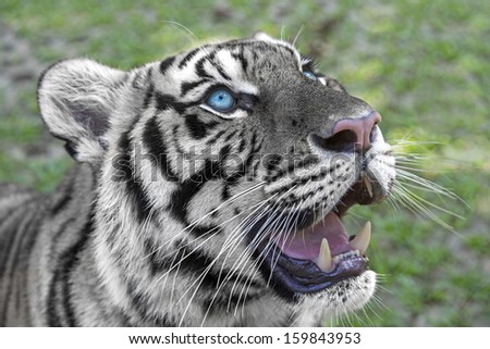 white tiger (Panthera tigris)
