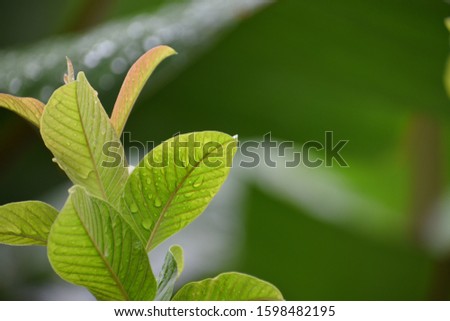Fresh green gauva leaf picture. Suitable picture for greeting card templates.