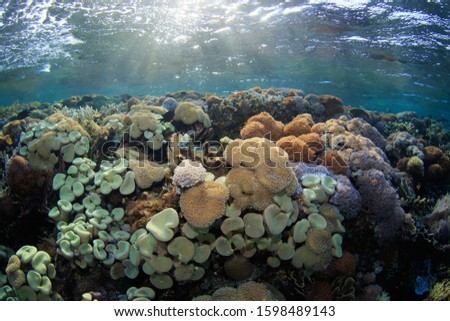 Leather corals and soft corals on a very shallow reef top in a mystical late afternoon light with sun rays playing. Underwater image taken scuba diving in Komodo National Park, Indonesia