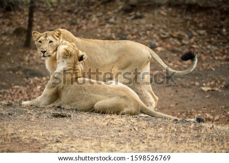 Female and cub Lion, Panthera leo persica, in playful action at Gir National Park, Gujrat, India.
