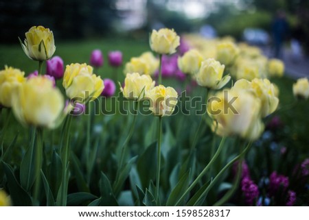 Tulips grow in the garden. On the ground. Bed. With greens. Yellow and purple flowers. Screensaver for your desktop. In the open air. Outdoor. 