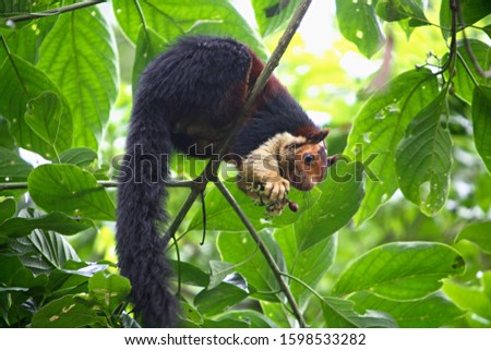 The Malabar Giant Squirrel (Ratufa indica maxima) is a brightly coloured squirrel that is almost as large as a house cat. at Periyar National Park, Thekady, Kerala, India 