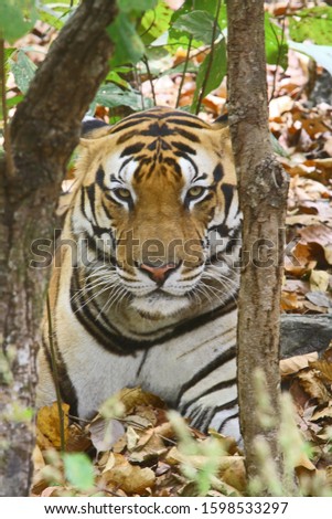 A male Tiger (Panthera tigris) sitting at Kanha National Park, Madhyapradesh India 