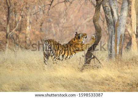 A Tigr (Panthera tigris) streching itself on the tree from Ranathambhore National Pakr, Rajasthan India 