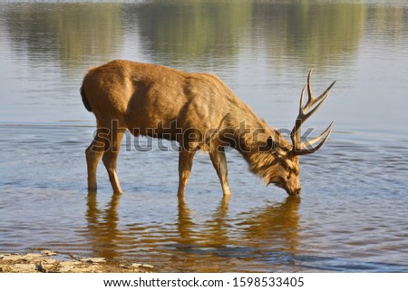 Sambar Deer (Cervus unicolor ) drinking water from Ranathambhore National Pakr, Rajasthan India 