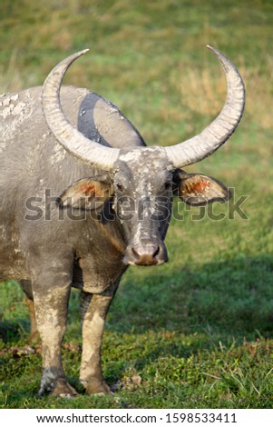 Wild Buffalo (Bubalus Bubalis), at Kaziranga National Park, Assam, India