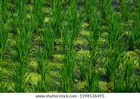 Green rice fields or terraces of Hampi, Karnataka, India. Indian agriculture.