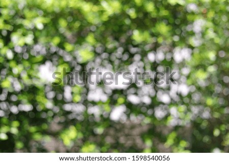 abstract green nature blur background