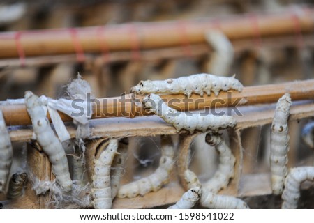 Prepare to do cocoon silkworm, crawling slowly on the grass, very dense, Chinese Rural sericulture