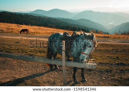Horse on the nature. A beautiful sunny landscape with mountains. Blue sky, grass and forest. Background or wallpaper.