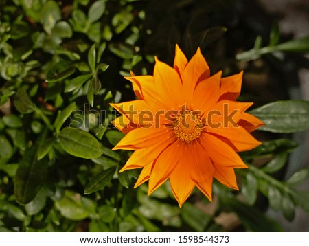 Bright orange Pot marigold or Calendula officinalis flower, close-up, , selective focus 
