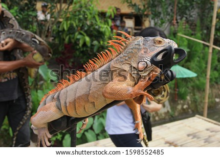 Amazing close up photo orange iguana lizard relaxing on microphone holder. 