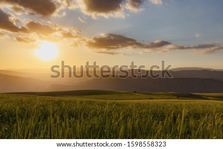 Beautiful landscape with wheat Field At Sunset in the mountains