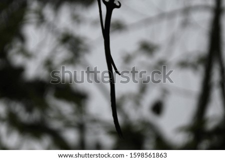plant silhouette against the background of sunlight