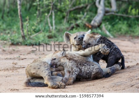 Hyena mother and pups at Sunrise at the den in a Game Reserve in the Greater Kruger Region in South Africa