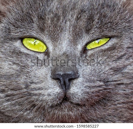 The face of a cat. Eyes and mouth. Gray cat. A beautiful eyes. Close up.