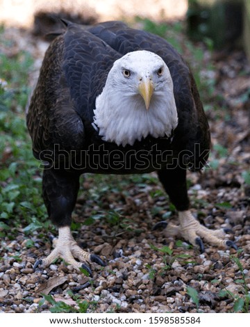 Bald Eagle bird close-up profile view looking at the camera displaying brown feathers plumage, white head, eye, beak, talons, in its surrounding and environment with foliage background. 