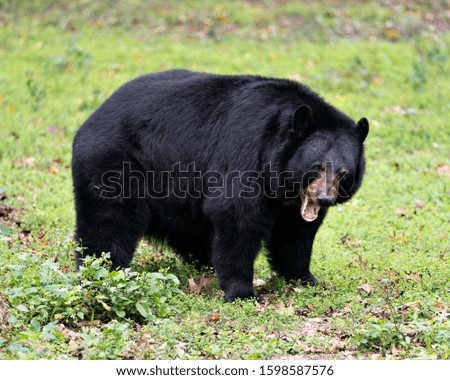 Black bear animal close-up profile view in the forest yawning, opened mouth displaying teeth, exposing head, ears, eyes, nose, muzzle, paws in its surrounding and environment with a green background.