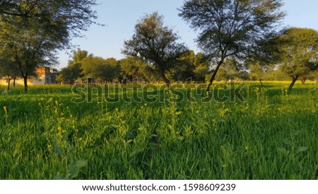 green field background. green field landscape.