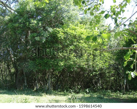 Picture of a very green forest