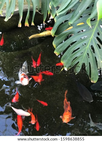Koi in the shadow of green trees