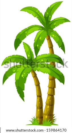 Illustration of the two palm trees on a white background
