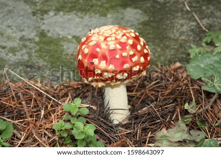 a poisonous red beautiful mushroom