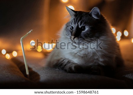 Ragdoll kitty - sweet portrait lights