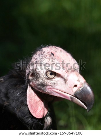 Lappet-faced Vulture or Nubian Vulture (Aegypius tracheliotus, Torgos tracheliotus)