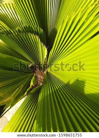 a picture full of green leaves