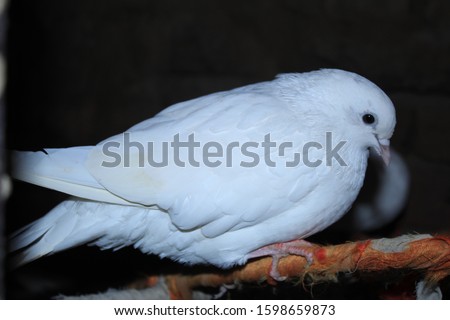 this is real kabootar desi and very cute bird