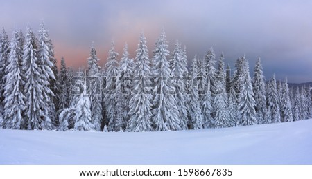 Panoramic view of the covered with frost trees in the snowdrifts and dramatic sky. Cold winter foggy morning. Sunrise lighten up the sky and horizon. Location place Carpathian, Ukraine, Europe.