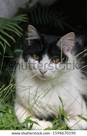 White Handsome Domestic Cat in The Garden