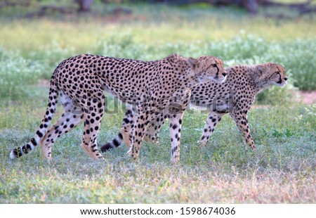 Cheetahs (Acinonyx jubatus), Kgalagadi Transfrontier Park, Kalahari desert, South Africa/Botswana.