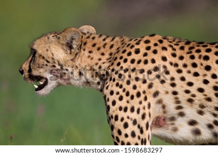Cheetah (Acinonyx jubatus), Kgalagadi Transfrontier Park, Kalahari desert, South Africa/Botswana.