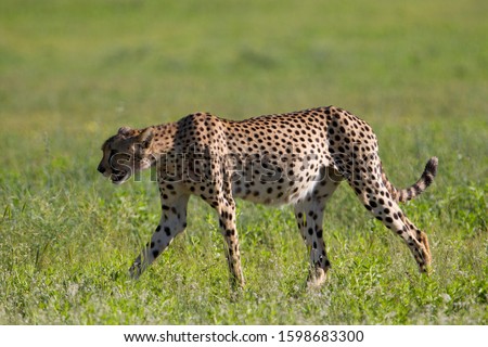 Cheetah (Acinonyx jubatus), Kgalagadi Transfrontier Park, Kalahari desert, South Africa/Botswana.