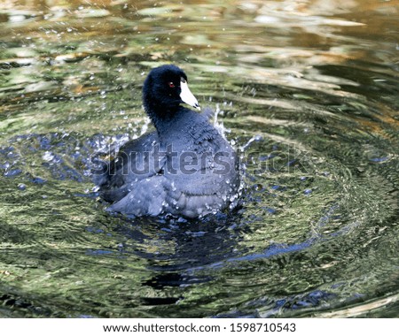Black Scoter or American Scoter bird close up profile view in the water, with splashing water displaying fluffy wet black plumage, black head, eye, white beak, green feet and black feathers plumage.