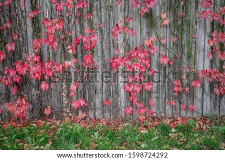 Bright red leaves of wild grapes ivy on rustic wooden background. autumn season. background texture of leaves of wild grapes