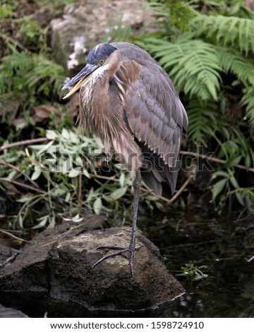Bleu Heron bird close-up profile view standing on a rock by the water with a foliage background, displaying blue feathers plumage, beak, feet, eye, in its environment and surrounding.