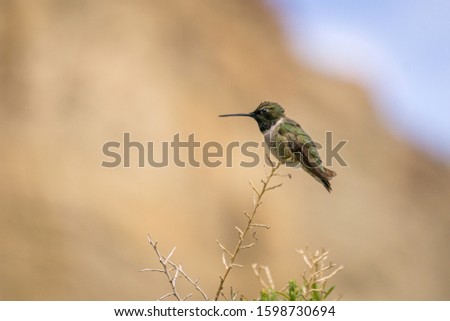 Rufus Hummingbird Perched on a Small Branch.