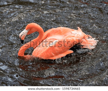 Flamingo bird close-up profile view in the water splashing water with its wings,  displaying its beautiful orange pink plumage, head, long neck, beak, eye in its environment with water  