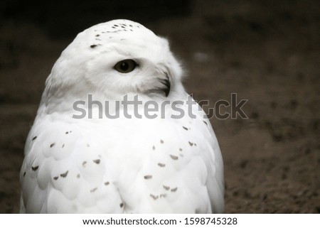 A beautiful snow owl sitting on the ground