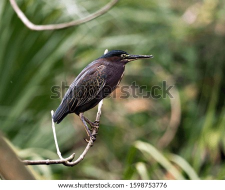 Green Heron bird perched on a branch displaying blue feathers, body, beak, head, eye, feet with a bokeh background in its environment and surrounding.