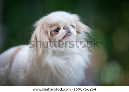 Portrait of a romantic white with red spots, fluffy long-haired dog of the Japanese chin breed, on a green blurred nature background in a summer park outdoors Royalty-Free Stock Photo #1598756254