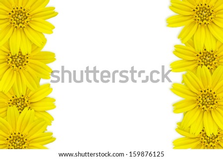 Yellow flowers  Frame on white background