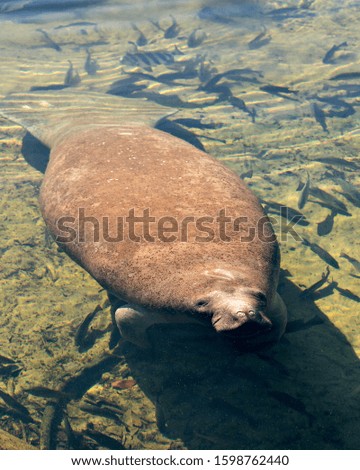 Manatee marine mammal displaying its nostril, eyes, paddle, flippers, surrounded by fish in the warm outflow of water from Florida river. 