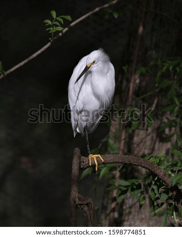 Snowy Egret close up profile view perched on branch displaying white feathers plumage, fluffy plumage, head, beak, eye, feet in its environment and surrounding with a black contrast background 