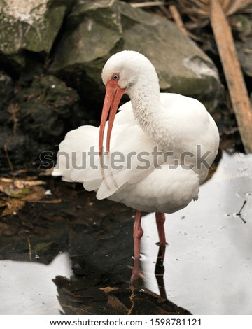 White Ibis bird close-up profile view in the water with rock background bird cleaning feathers plumage, displaying white feathers plumage, body, head, eye, beak, long neck, in its environment .