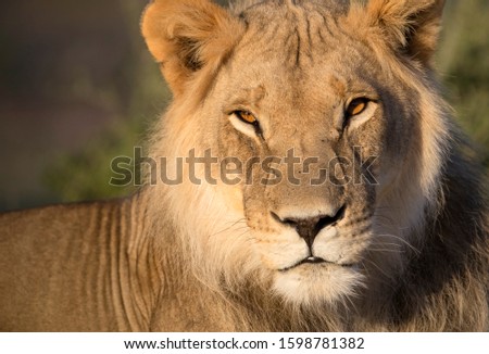 African lion (Panthera leo) -Young,  Kgalagadi Transfrontier Park, Kalahari desert, South Africa/Botswana.
