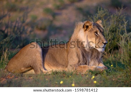African lion (Panthera leo) -Young,  Kgalagadi Transfrontier Park, Kalahari desert, South Africa/Botswana.